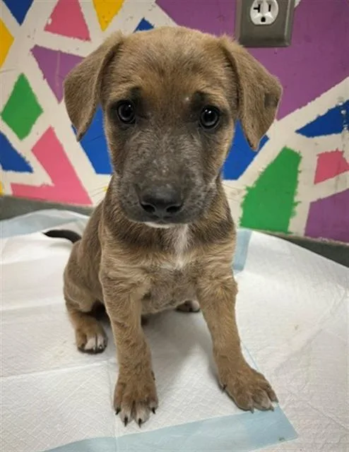A baby small-sized male Pit Bull Terrier dog named Dante for adoption in Baytown, TX