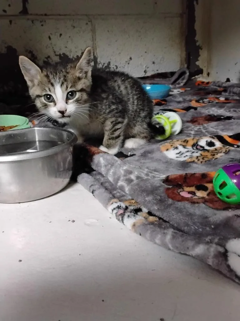 A baby small-sized male Domestic Short Hair cat named Chow Mein for adoption in Ada, OK