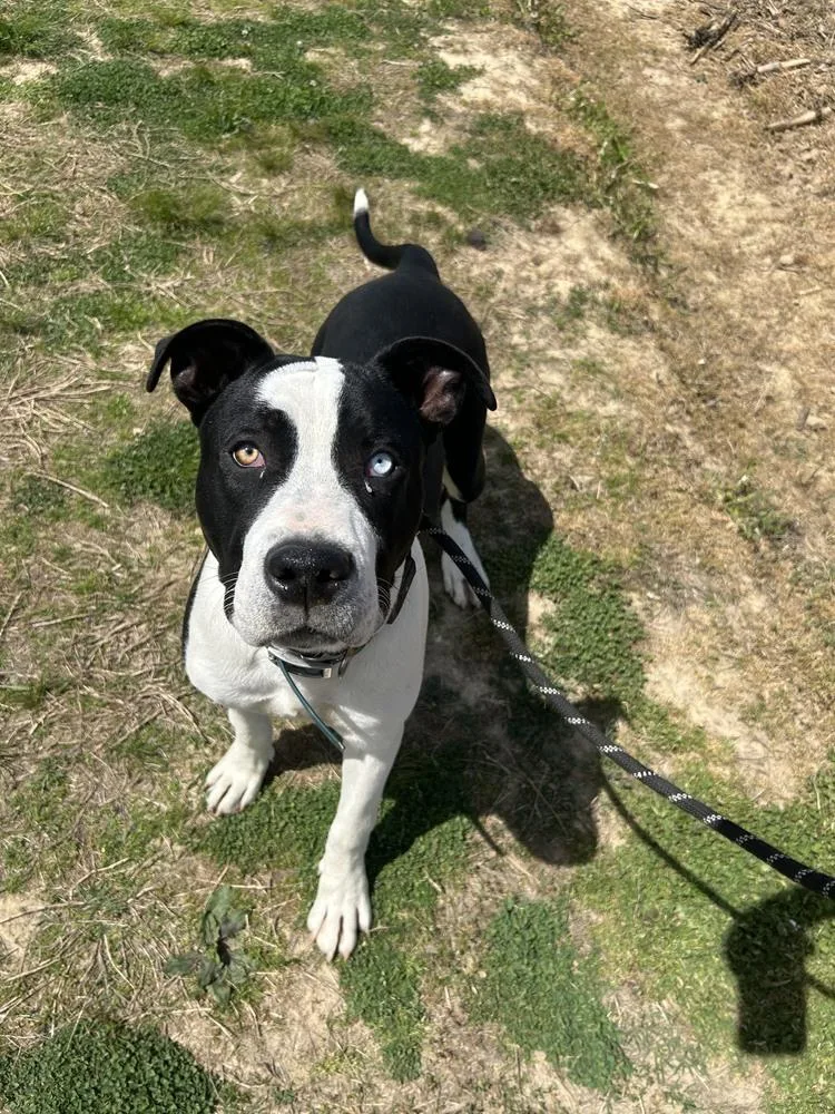 An adult large-sized male Tricolor (Brown, Black, & White) Pit Bull Terrier dog named Tevan for adoption in Evansville, IN