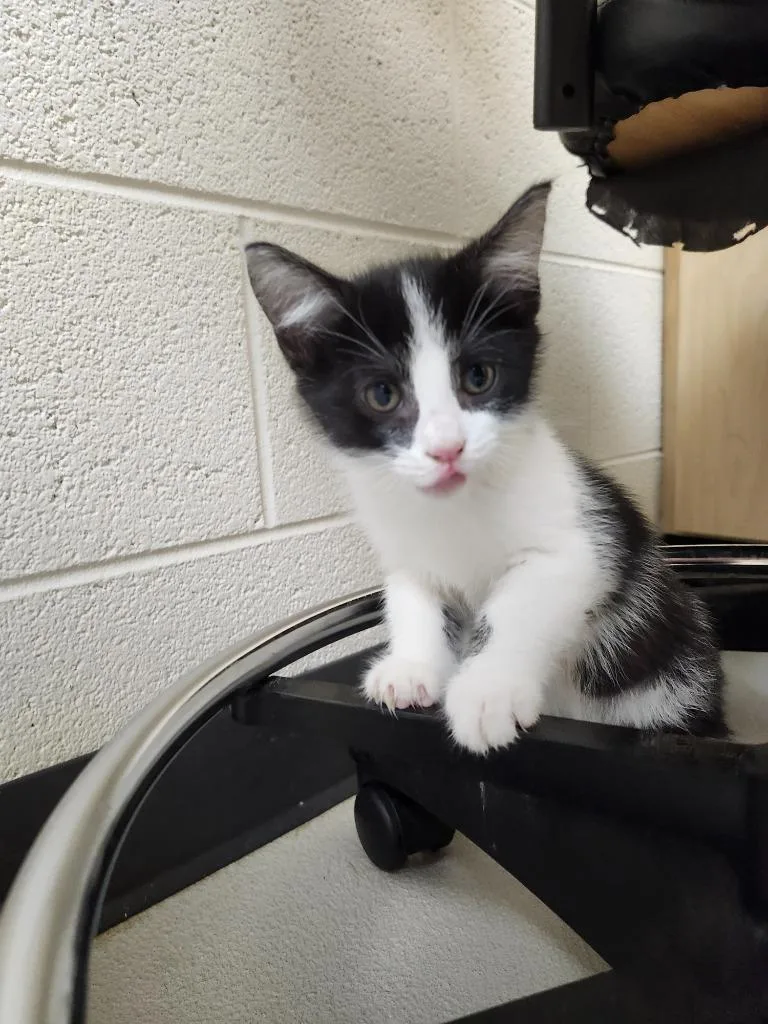 A baby medium-sized female Domestic Short Hair cat named Quora for adoption in Greeneville, TN