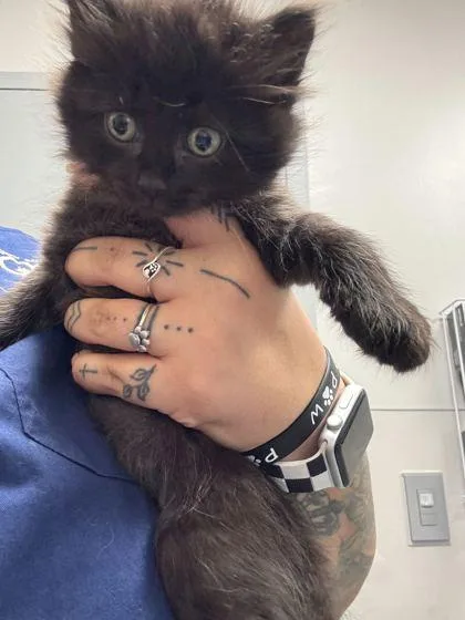 A baby small-sized male Domestic Long Hair cat named Gohan for adoption in Sevierville, TN