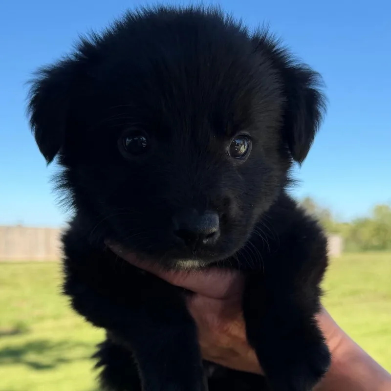 A baby medium-sized male Black Flat-Coated Retriever dog named Hamilton "Ham" Porter for adoption in New Orleans, LA
