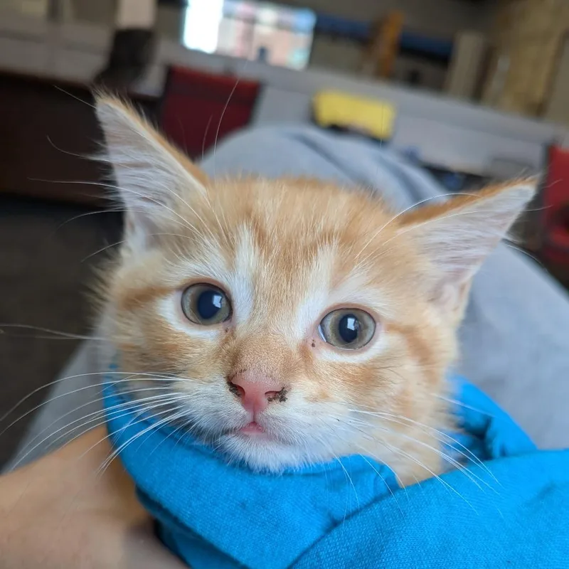 A baby small-sized male Orange / Red Domestic Short Hair cat named Sting for adoption in Fairfax, VA