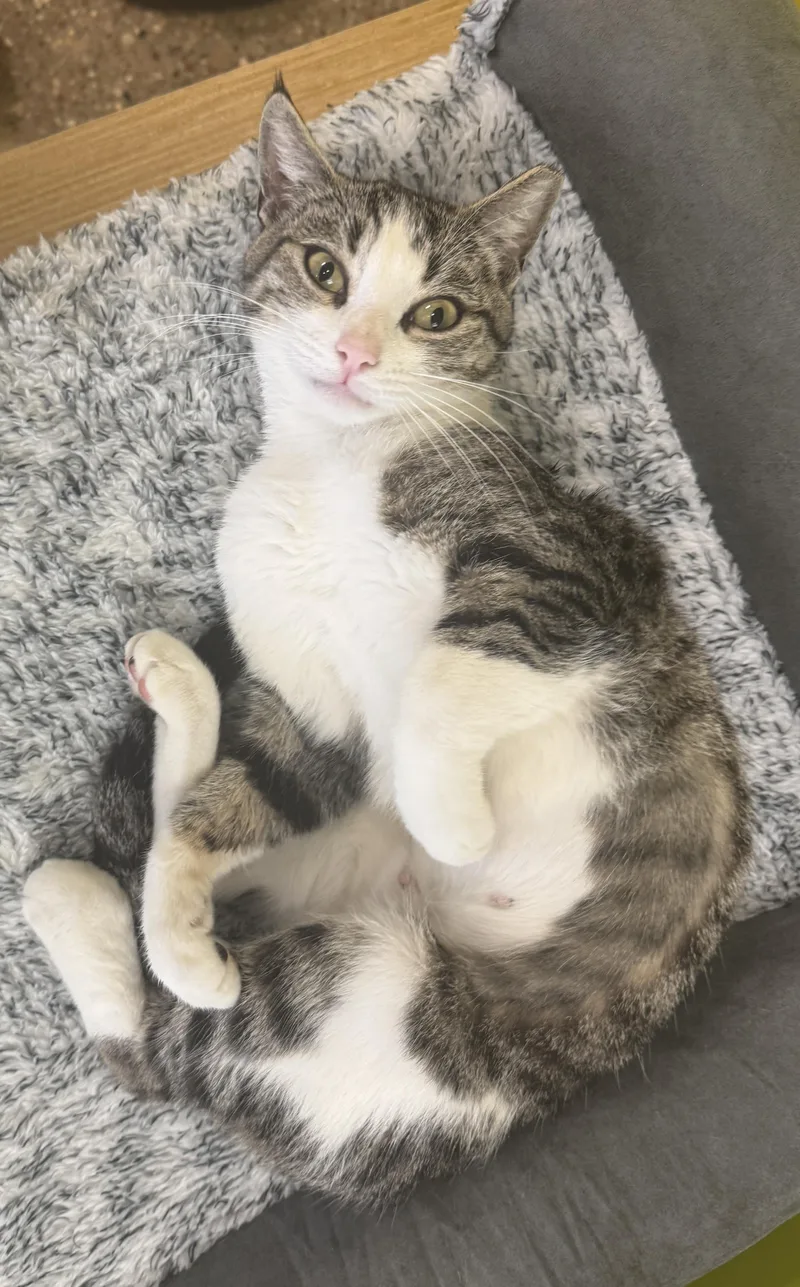 A young medium-sized female Domestic Short Hair cat named Zoey for adoption in Houston, TX