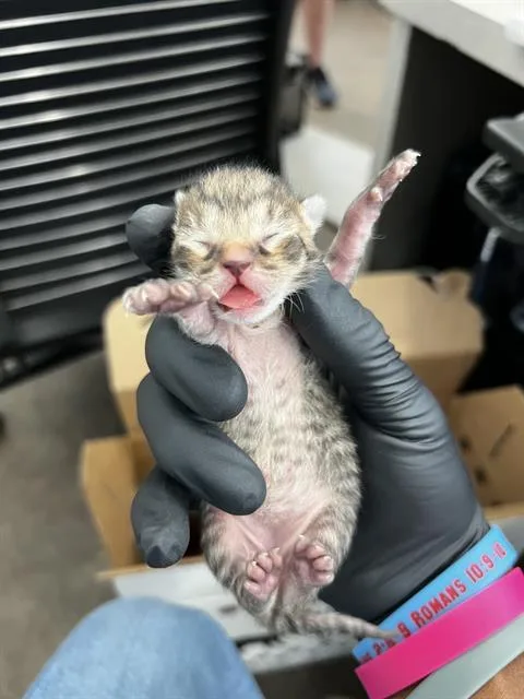 A baby medium-sized male Domestic Medium Hair cat named Finn for adoption in Dallas, TX