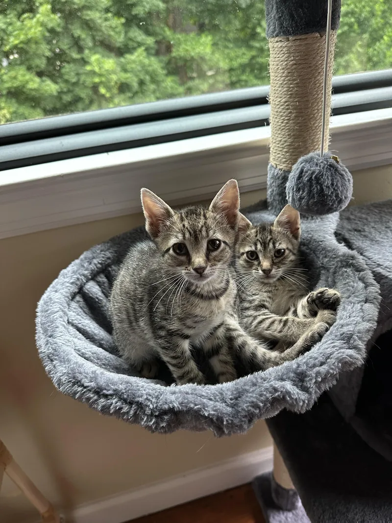 A baby medium-sized female Tabby (Brown / Chocolate) Domestic Short Hair cat named Enoki and Porcini for adoption in Lincoln Park, NJ