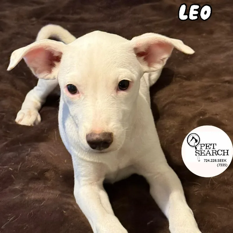 Leo