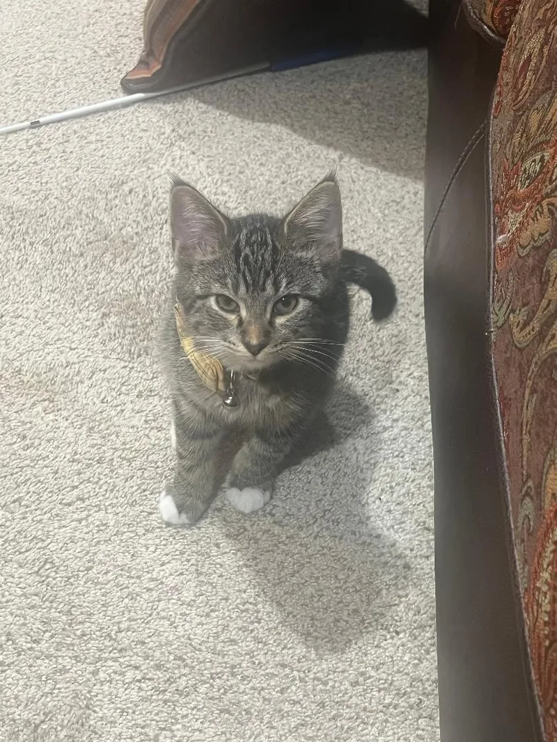 A baby medium-sized male Tabby (Brown / Chocolate) Domestic Short Hair cat named Weaver for adoption in Mokena, IL