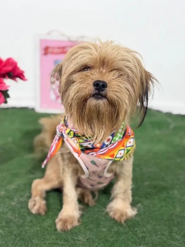 A young small-sized male Brown / Chocolate Brussels Griffon dog named Chewie for adoption in Carlsbad, CA