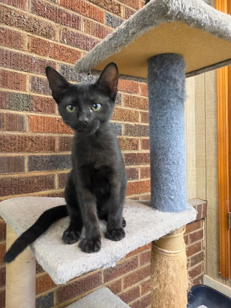 A young medium-sized male Black Domestic Short Hair cat named Merlin for adoption in Moore, SC