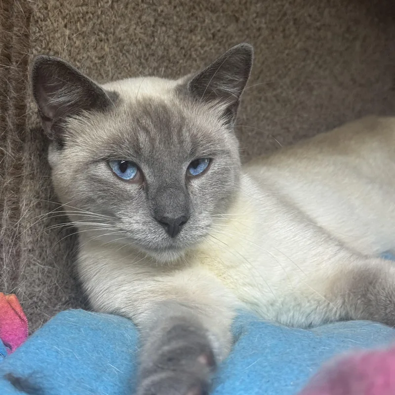 An adult medium-sized male Blue Point Siamese cat named Hollywood for adoption in Lees Summit, MO
