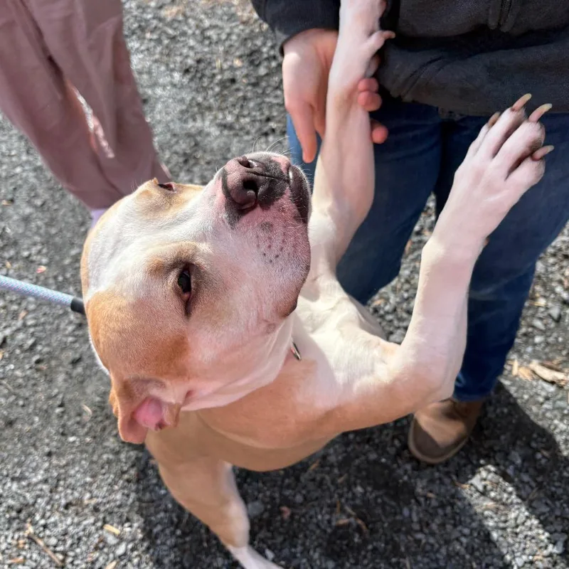 An adult medium-sized female Yellow / Tan / Blond / Fawn Pit Bull Terrier dog named Susan for adoption in Birdsboro, PA