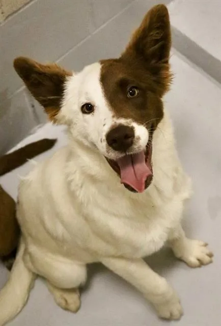 Heidi