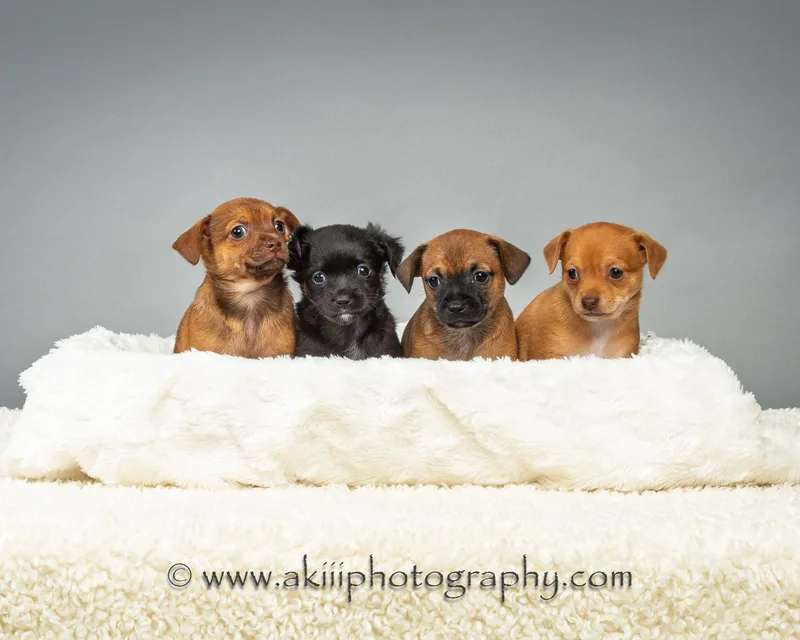 A baby small-sized male Tricolor (Brown, Black, & White) Chihuahua dog named Louie Puppy for adoption in Plano, TX