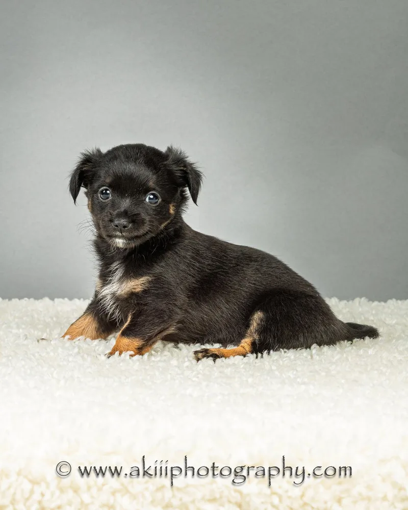 Louie  Puppy  thumbnail 3