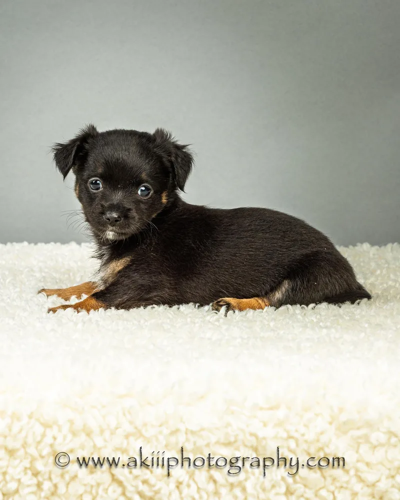 Louie  Puppy  thumbnail 4