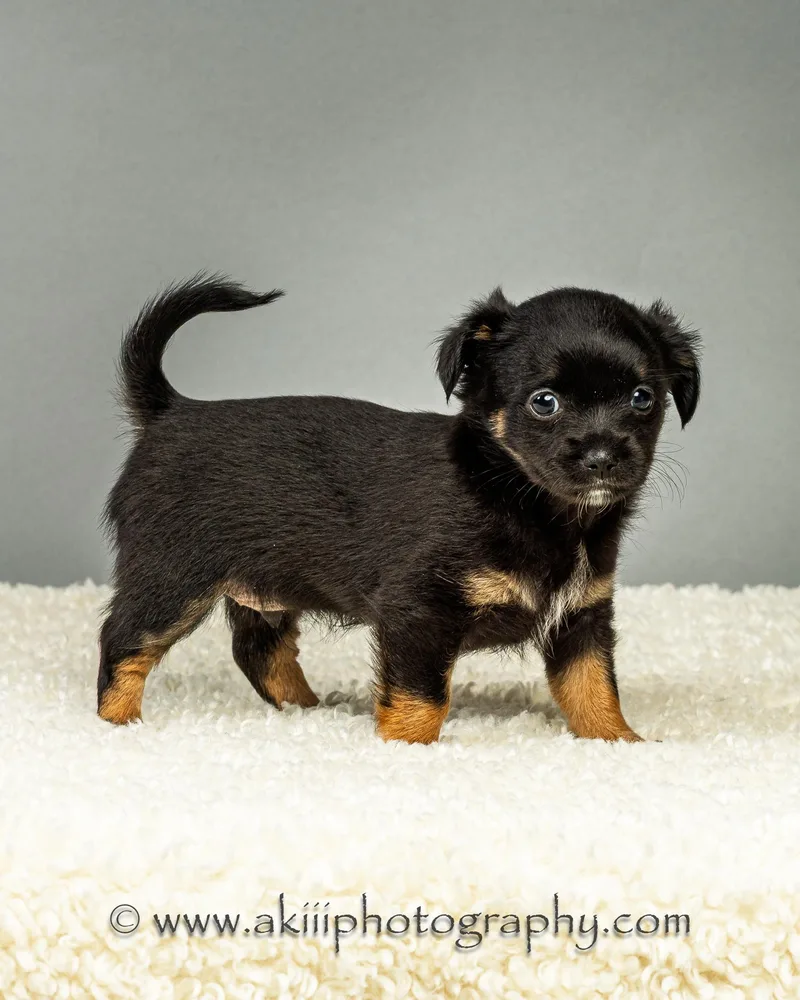 Louie  Puppy  thumbnail 5