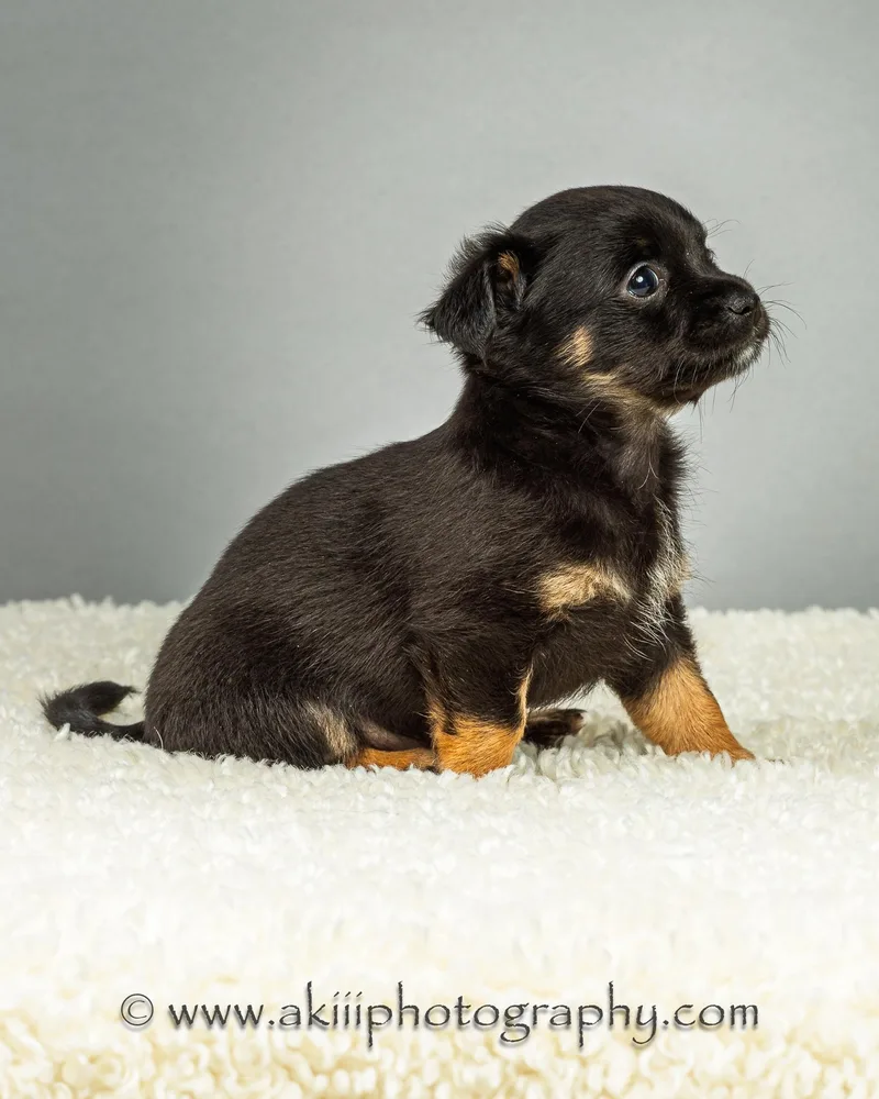 Louie  Puppy  thumbnail 6