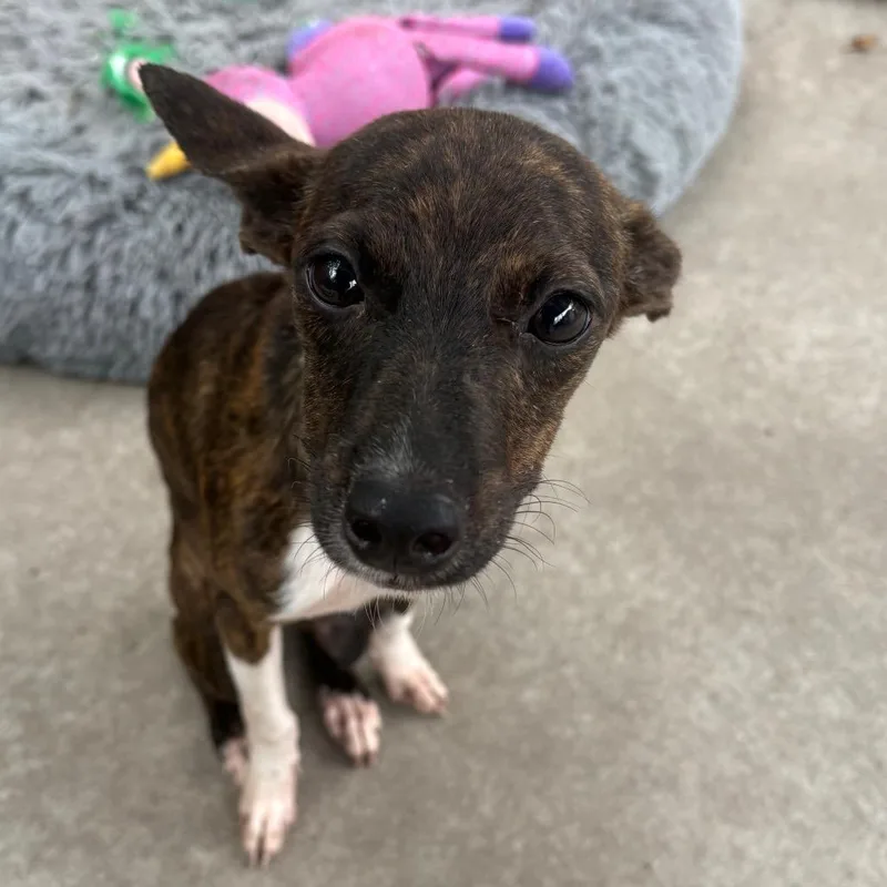 A baby small-sized female Mixed Breed dog named Beatrice for adoption in East Hanover, NJ