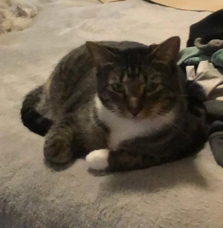 An adult medium-sized male Tabby cat named Mitts for adoption in Ocala, FL