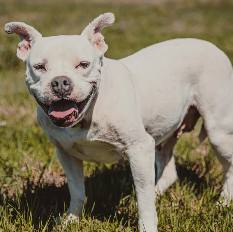 An adult medium-sized female Pit Bull Terrier dog named Ginger for adoption in Krum, TX