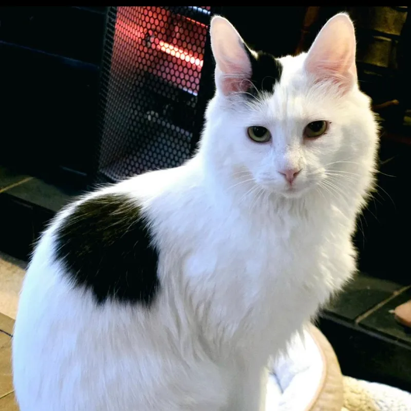 An adult small-sized female White Domestic Medium Hair cat named April for adoption in Pasadena , MD