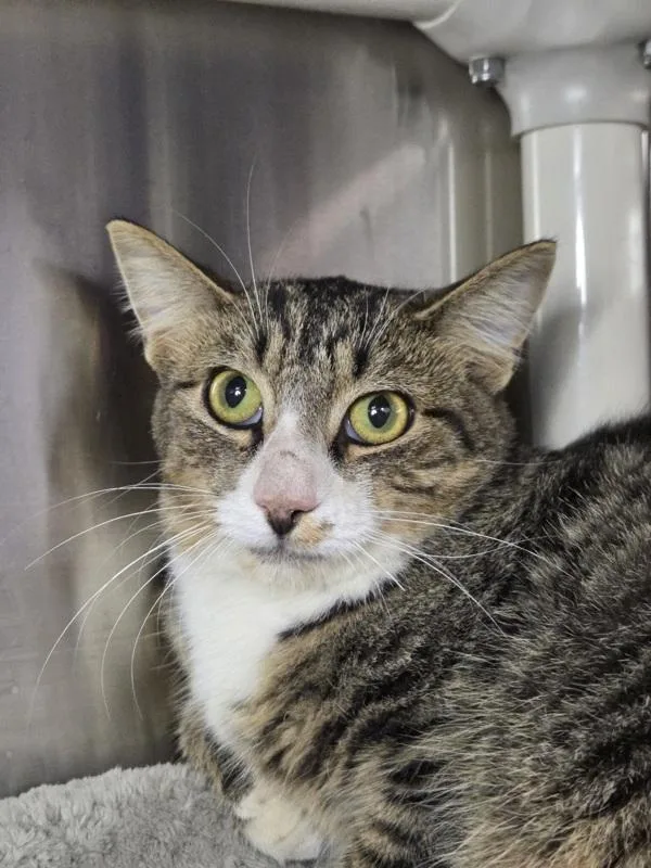 A young medium-sized male Domestic Short Hair cat named Obtuse for adoption in Millersville, MD