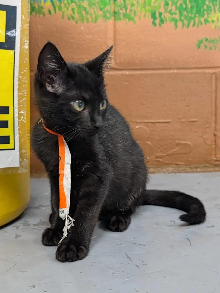 A baby medium-sized male Domestic Short Hair cat named Dr. Pepper for adoption in Shelbyville, TN