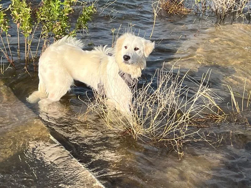 A young medium-sized female White / Cream Great Pyrenees dog named Marisol for adoption in Pflugerville, TX