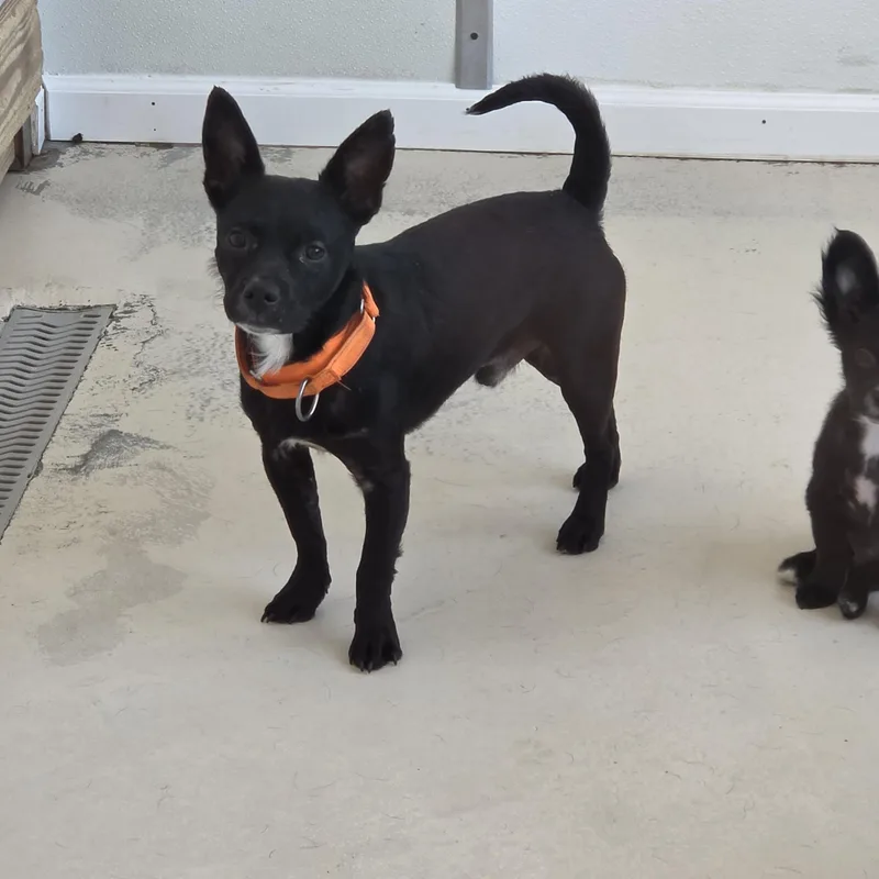 An adult small-sized male Chihuahua dog named Dezi for adoption in Dandridge, TN