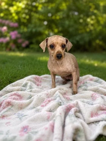 An adult small-sized female Poodle dog named Casey for adoption in Kinzers , PA