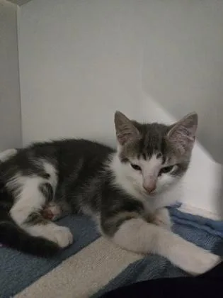 A baby small-sized female Domestic Short Hair cat named TikTok for adoption in Savannah, GA