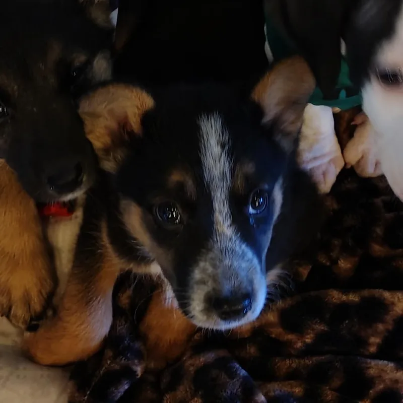 A baby small-sized female Black German Shepherd Dog dog named Wanda for adoption in Coos Bay, OR