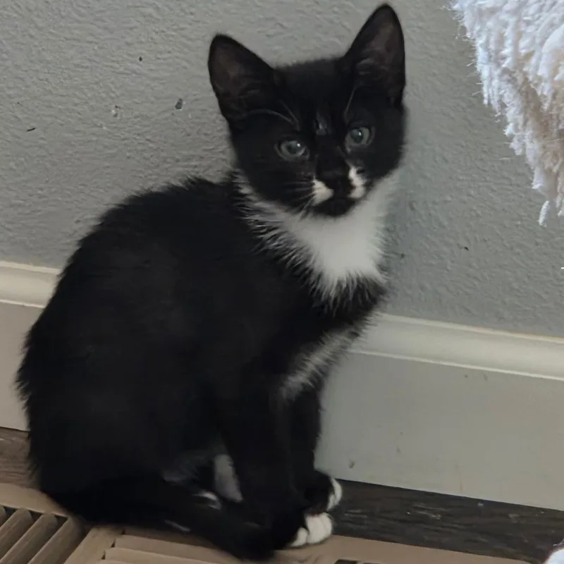 A baby small-sized female Black Domestic Short Hair cat named MaryAnn for adoption in Priest River, ID