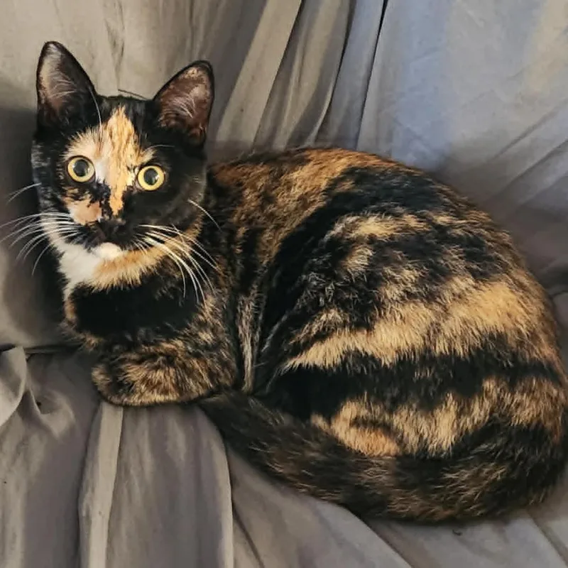 A young medium-sized female American Shorthair cat named Raven for adoption in Wahiawa, HI
