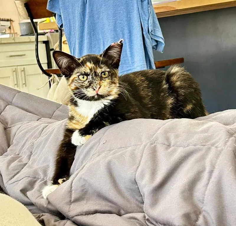 A baby medium-sized female Domestic Short Hair cat named Daisy for adoption in Oceanside, CA