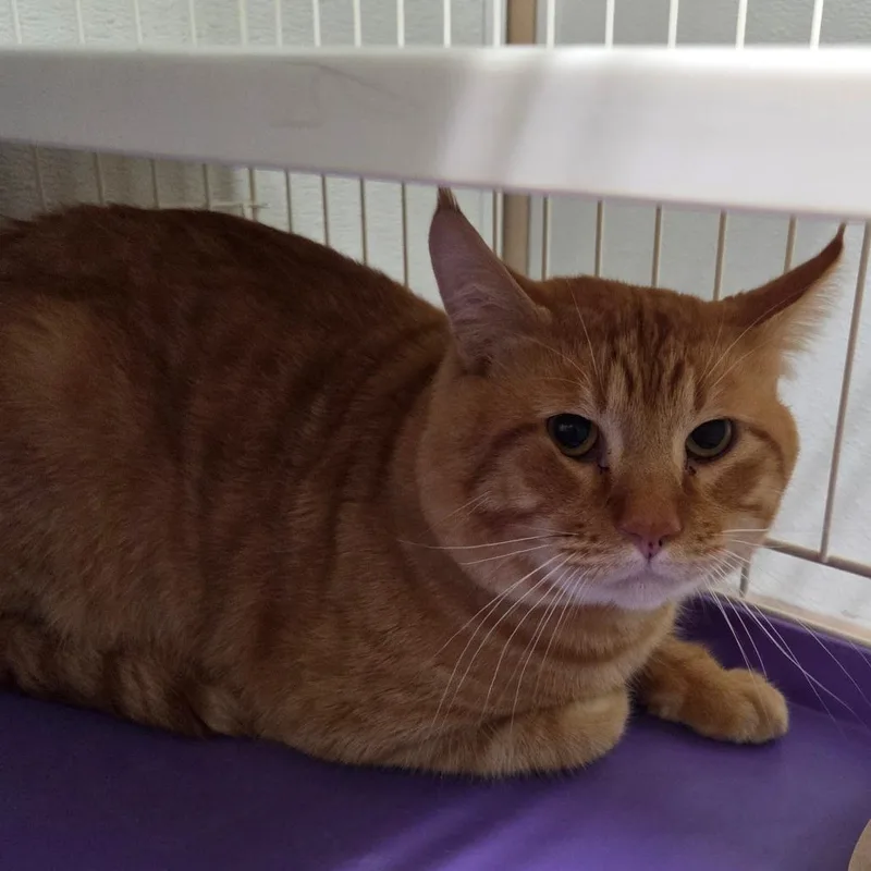 An adult large-sized male Domestic Short Hair cat named Opie for adoption in Priest River, ID