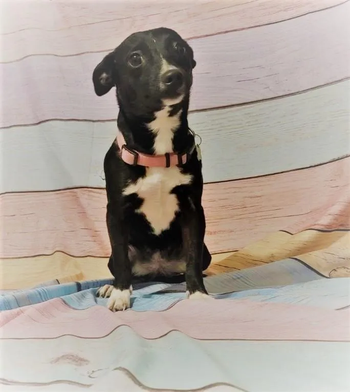 Sugarkane thumbnail 2