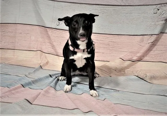 Sugarkane thumbnail 3