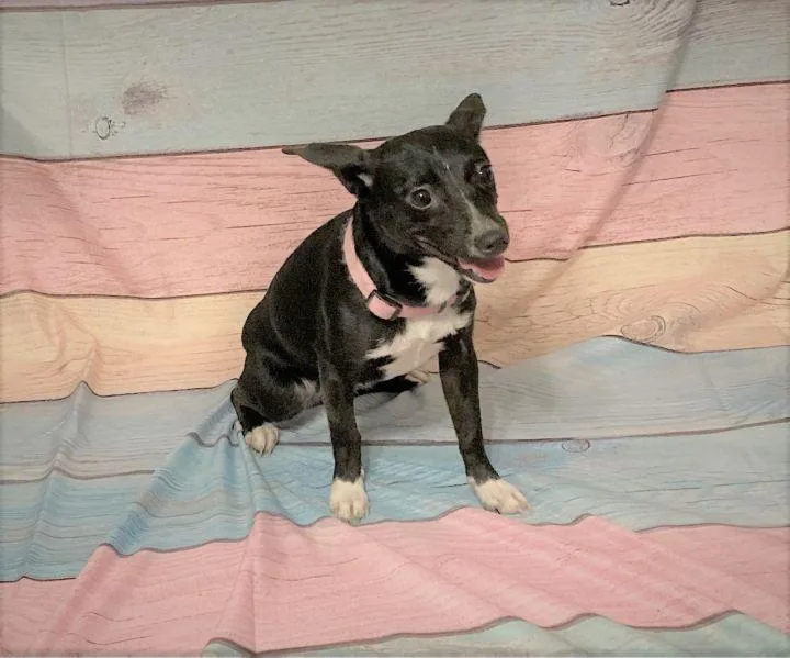 Sugarkane thumbnail 4