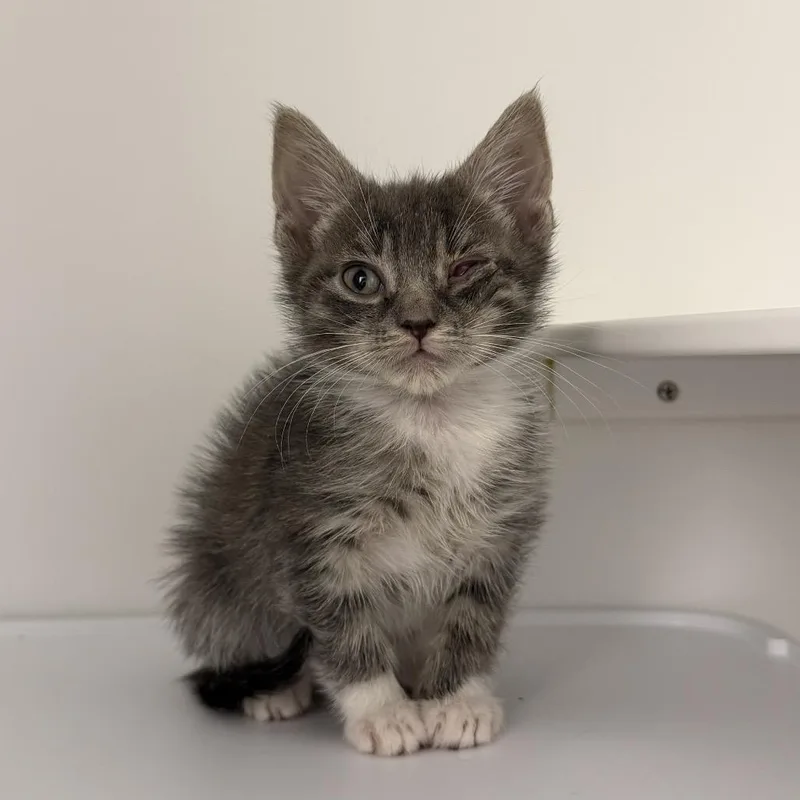 A baby small-sized male Gray / Blue / Silver Domestic Short Hair cat named Elote for adoption in New York, NY