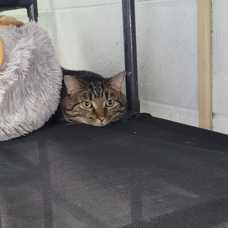 An adult large-sized male Brown / Chocolate Domestic Short Hair cat named Baxter for adoption in Morganton, NC