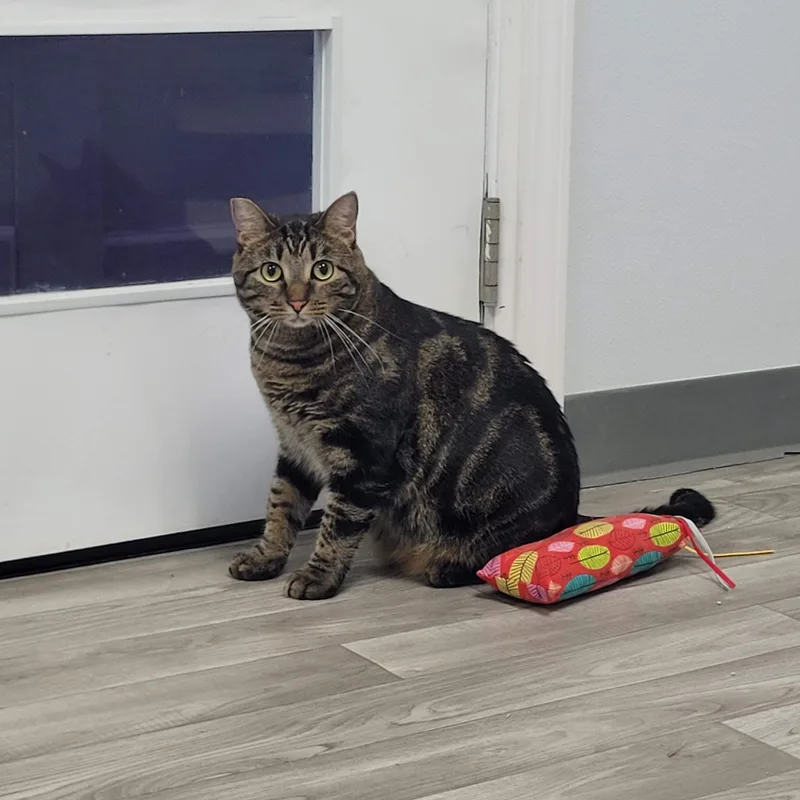 Baxter thumbnail 3