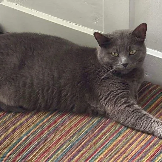 An adult medium-sized female Gray / Blue / Silver Russian Blue cat named Shayna for adoption in Stanhope, NJ