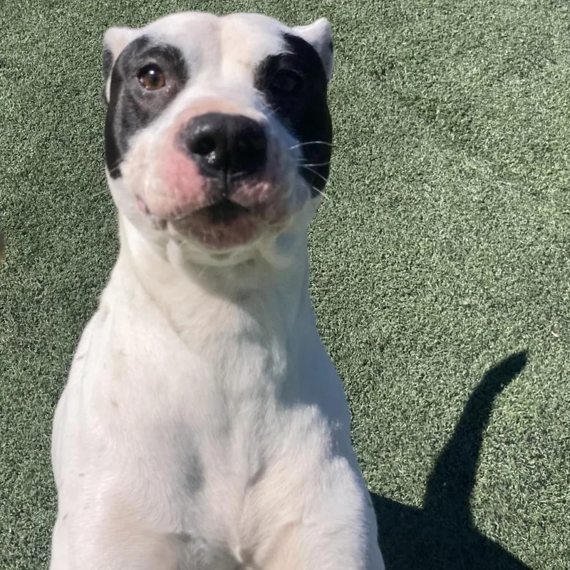 Melbourne Aka Zorro Bandit thumbnail 2