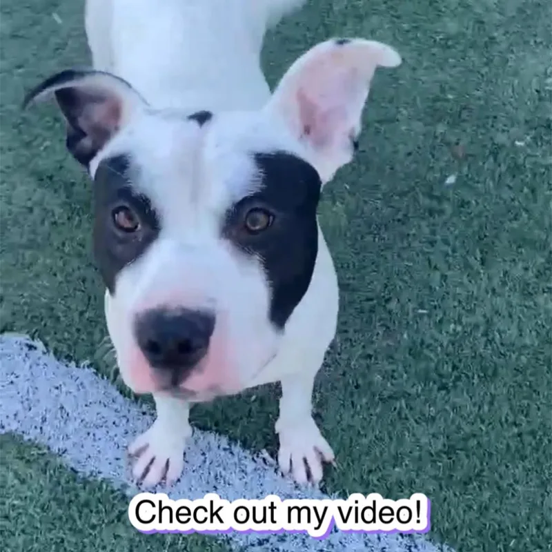 Melbourne Aka Zorro Bandit thumbnail 3