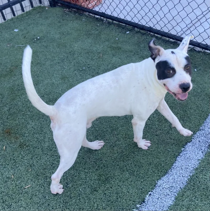 Melbourne Aka Zorro Bandit thumbnail 4