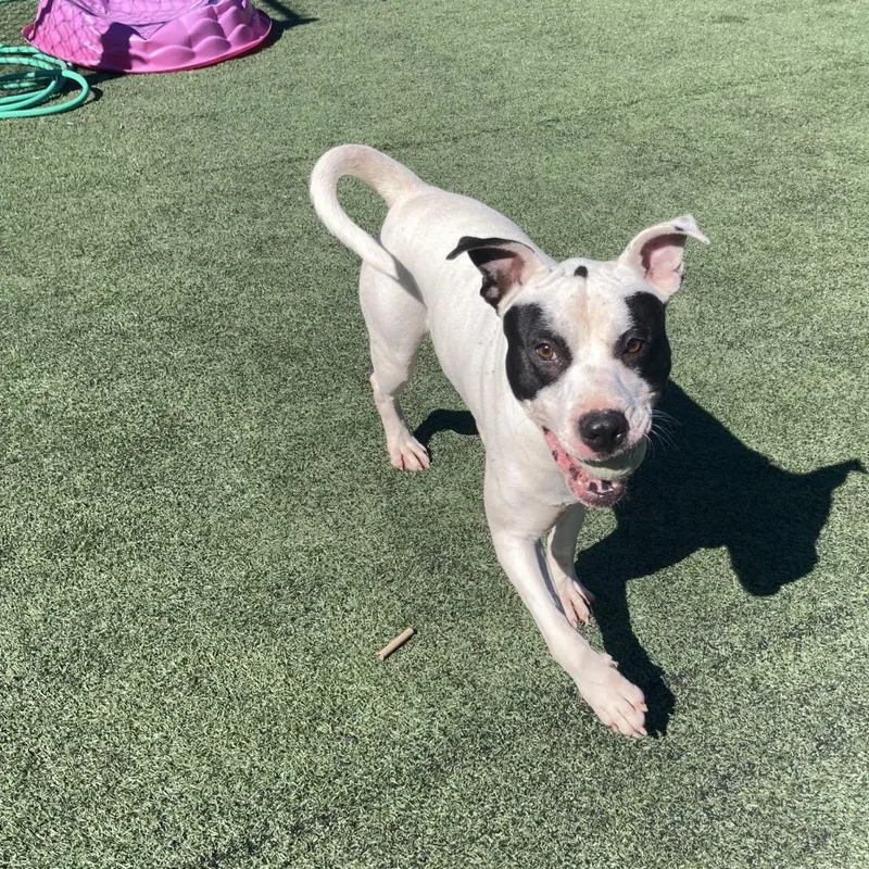 Melbourne Aka Zorro Bandit thumbnail 5