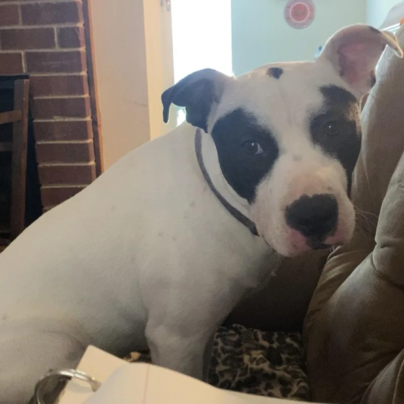 Melbourne Aka Zorro Bandit thumbnail 6