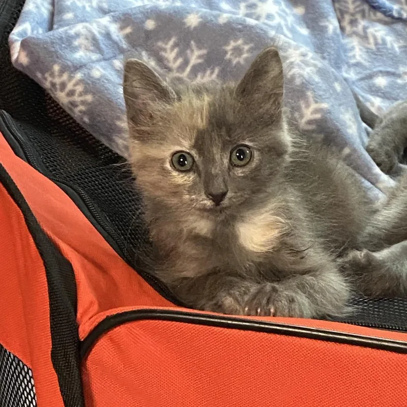 A baby small-sized female Tortoiseshell Domestic Long Hair cat named Petunia for adoption in Foley, AL